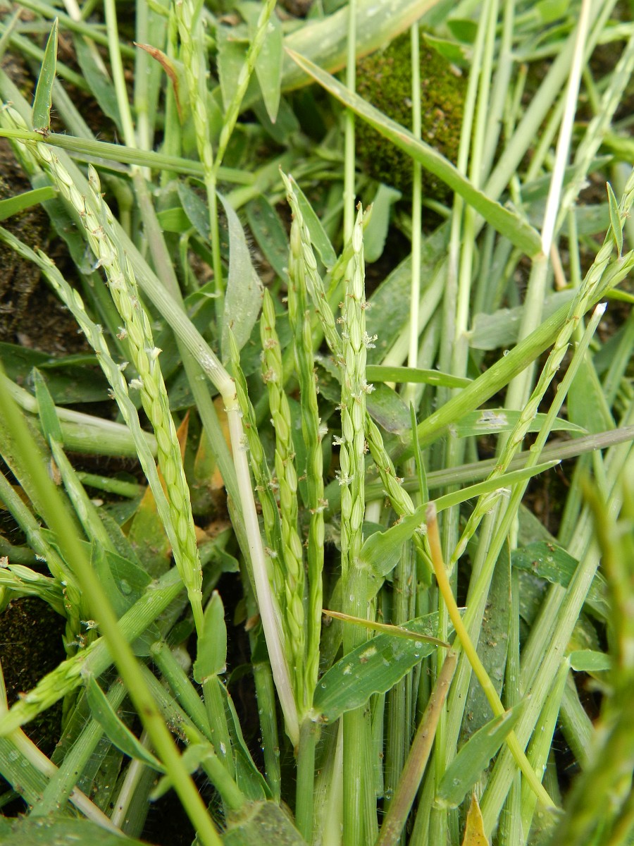 Digitaria sanguinalis, Hairy Crabgrass